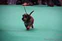 Crufts2011_2 1513